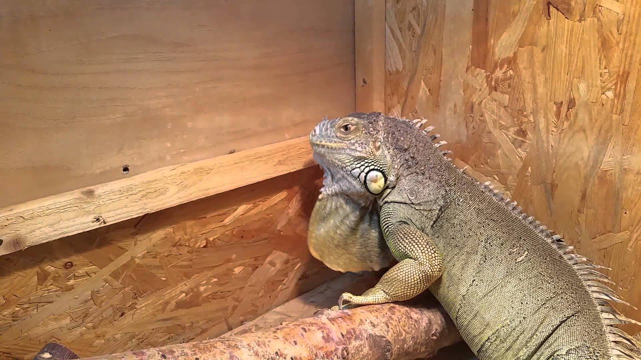Iguana head bobbing YouTube