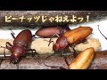 #23ジャイアントミルワーム飼育記・ツヤケシオオゴミムシダマシ、続々と成虫に。【閲覧注意】