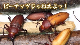 #23ジャイアントミルワーム飼育記・ツヤケシオオゴミムシダマシ、続々と成虫に。【閲覧注意】