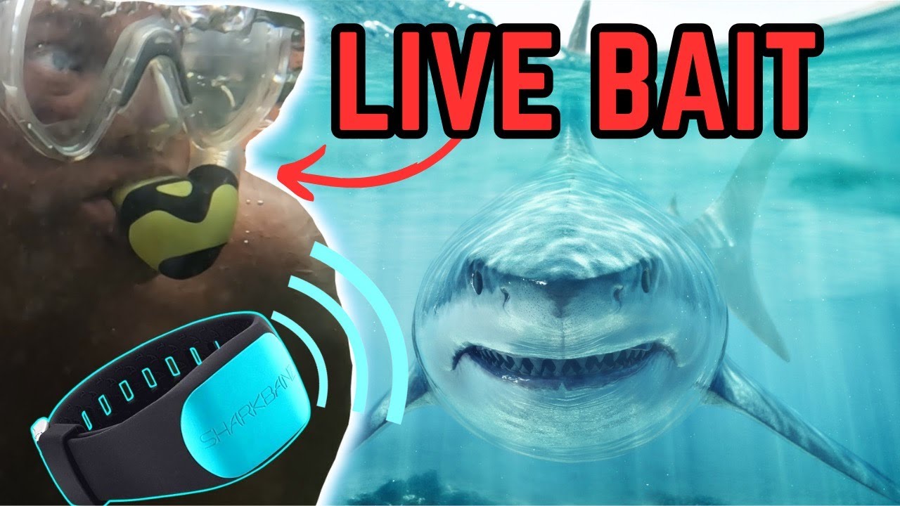 Sharkbanz 数回使用のみ Sharkbanz 数回使用のみ ONE WORLD LTD. / SHARK BANZ 2 SLATE