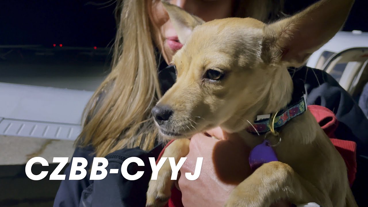 CZBB-CYYJ: Midnight Rescue Puppy Express