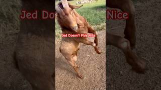 Meet Jed, Jed has anger issues!