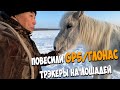 Повесили на коней GPS трекеры! Найдем везде!