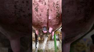 Clean Milking Process | Cow Milking with Machine