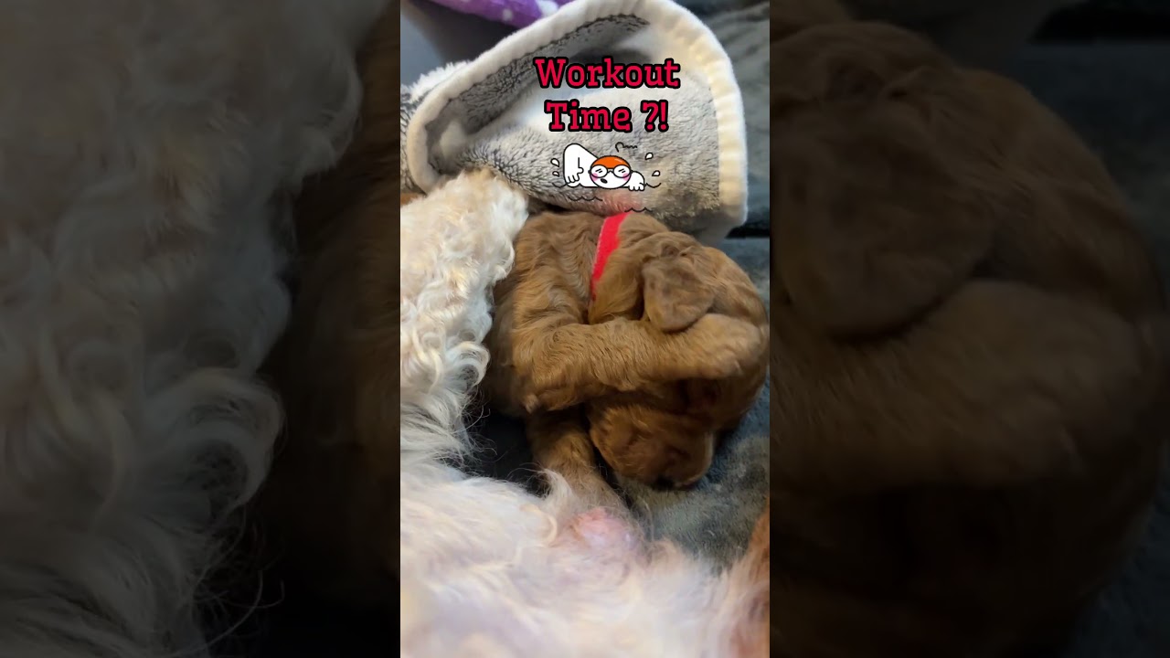 Toy Poodle Puppies Opening Their Eyes | Day 14 Newborn Puppy Milestones 