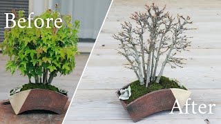 Bonsai Tree Transformation: Japanese Maple (Kaede) Styling by Japanese Expert || Wazakura Japan