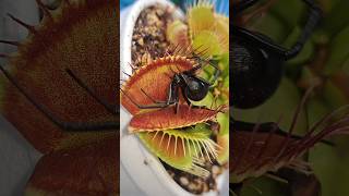 Venus Flytrap PHALANX showing it's beautiful long teeth and amazing speed #shorts