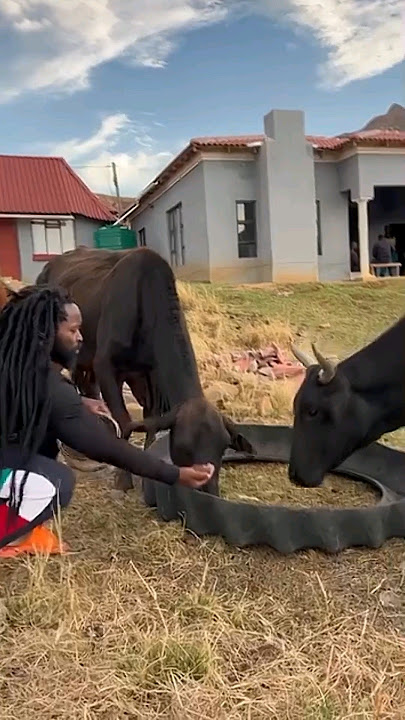 Big Zulu Heads Home🤌