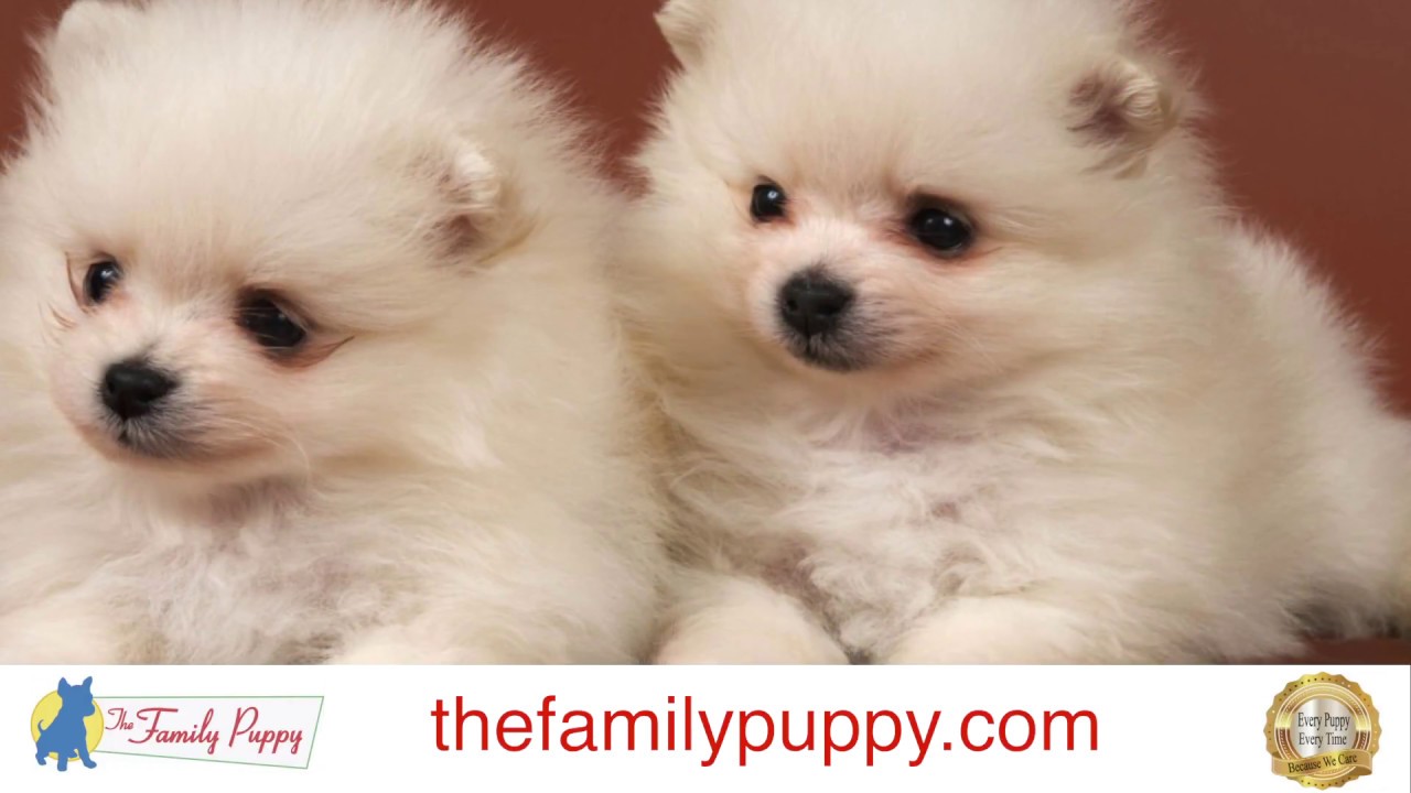 shih tzu and pomeranian mix puppies for sale
