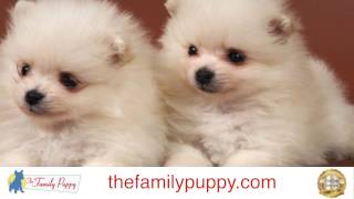 About the Shih Pom Crossbreed