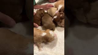 Dilly puppies at 2 wks