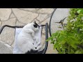 Siesta Time ~ Cute Cat Videos