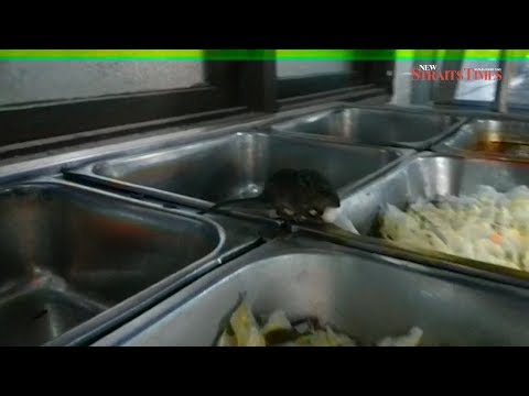 video-of-rat-casually-dining-at-food-counter,-allegedly-at-a-hospital,-goes-viral