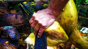 Peeling / Removing coconut husk the traditional way, using a sharpened iron bar