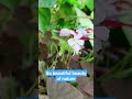 Butterfly plant flower/ beauty of nature🌿🍃🌿🍃🌿🍃