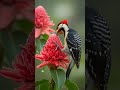Great Combination of Bird and flowers 💐 👌 😍 ##fyp #Birds # forest #wildlife