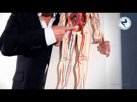 Video: Anatomie, Funktion Und Diagramm Der Vena Saphena Magna - Körperkarten