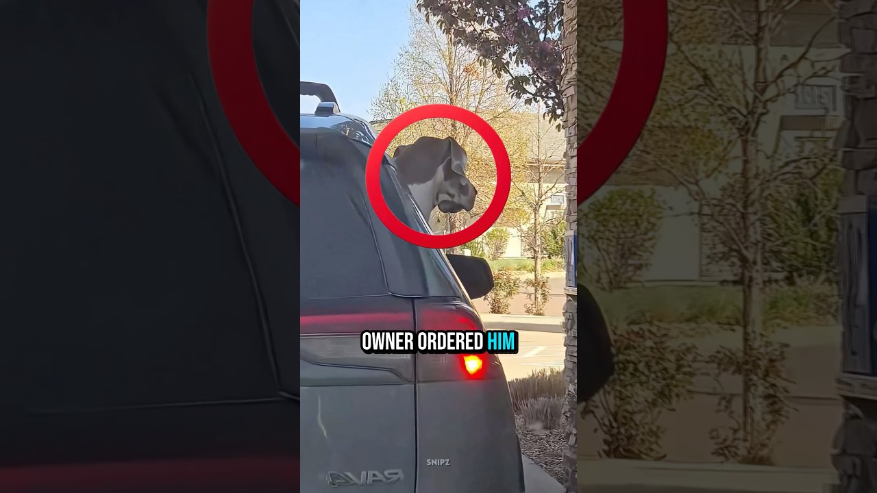 Unexpected Dog Moment 😱🐾 