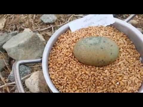 جوهره روحانيه تغوص في القمح