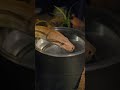 Just a 30-second meditation for you of my boa drinking water.