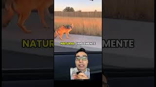 Todos los animales importan #naturaleza #biologia