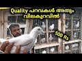 🕊️പറവ വിലക്കുറവിൽ ₹500,550,600...|| Cheap Piegion Loft Visit | Cheap & Quality Piegion Loft