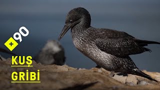 Sıradaki pandemi kuş gribi olabilir mi?