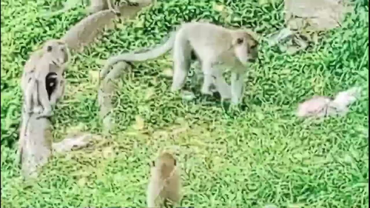 PEMUKIMAN MONYET LIAR DI LERENG PANORAMA BUKIT TINGGI
