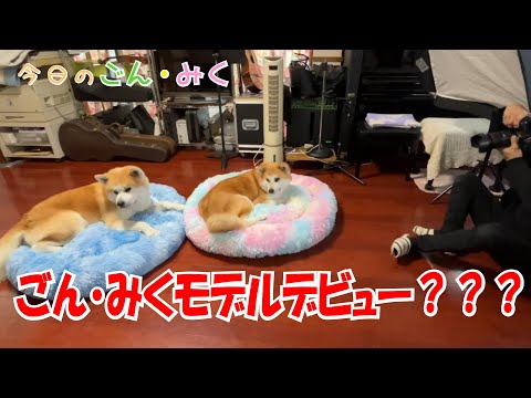 ごん・みくモデルデビュー??? 今日のごん・みく♡ 秋田犬【ごん・みく チャンネル】