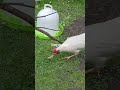 impostor ?! #impostor #chicken #chickenwings