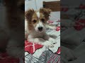 Using AI I create a video like my dog is happy