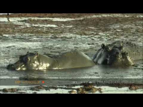 watershed Hippos create a mud-bath