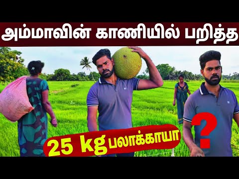 25 kg  பலாக்காயுடன் அம்மாவும் நானும் l village life 💚 vanni bro