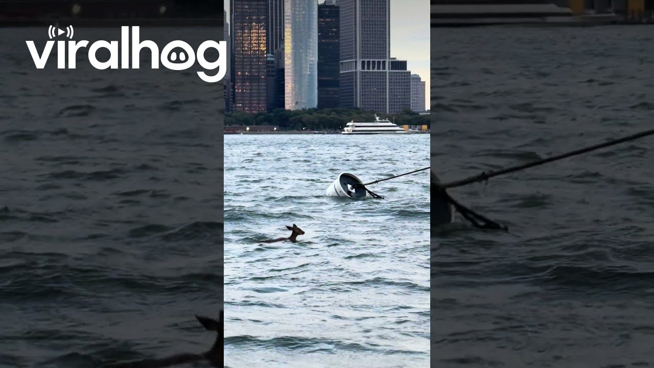 Олень замечен плавающим недалеко от Нью-Йорка || ViralHog