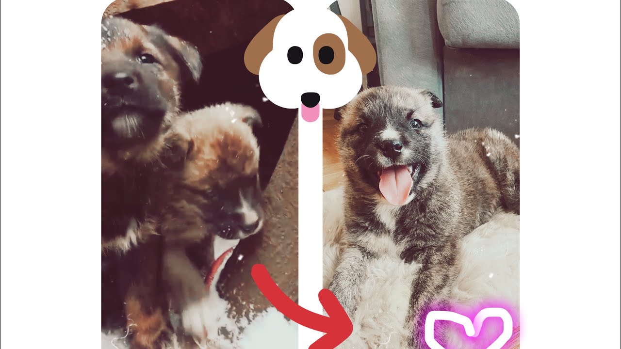 История спасения мраморной красотки ТОРИ.Мама-инвалид?Кто выкинул 6 щенков!?😱