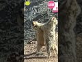 【動物たちのケンカ】マーモットの可愛い“取っ組み合い”