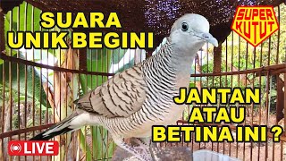 Perkutut LOKAL gacor, paling PANDAI memancing bunyi