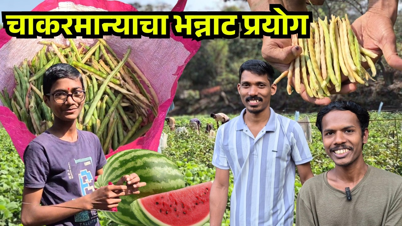 चाकरमान्याचा भन्नाट प्रयोग! एकाच मळ्यात इतकी पिकं 😲🌱 कलिंगड, चवळी, पावटा सगळं एकाच ठिकाणी!