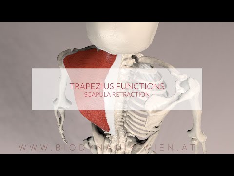 Trapezius Muscle Functions: