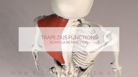 Trapezius Muscle Functions: Scapula Retraction (3D Animation)