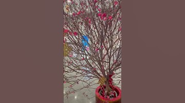 Thumbnail of Peach blossom tree #peachblossom #cny #rabbityear #2023 #goodluck #prosperity #wealth #health #wish
