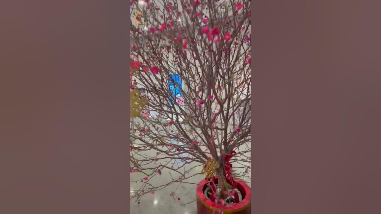 Peach blossom tree #peachblossom #cny #rabbityear #2023 #goodluck #prosperity #wealth #health #wish
