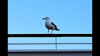 Efek suara burung camar