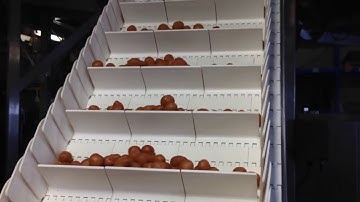 Swifty Bagger zipper pouch machine filling potatoes into pre-made stand up bags