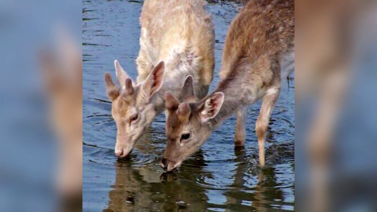 TGWOG & iokera - dreamcatcher