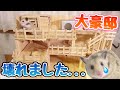 【悲報】ハムスターの3階建大豪邸が大崩壊しました。。