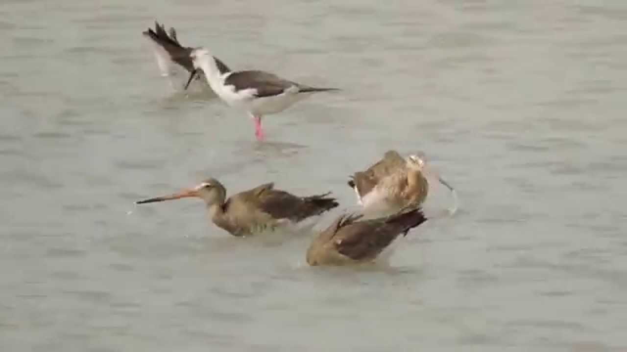 Black-tailed Godwits , Pittima reale (Limosa limosa) 