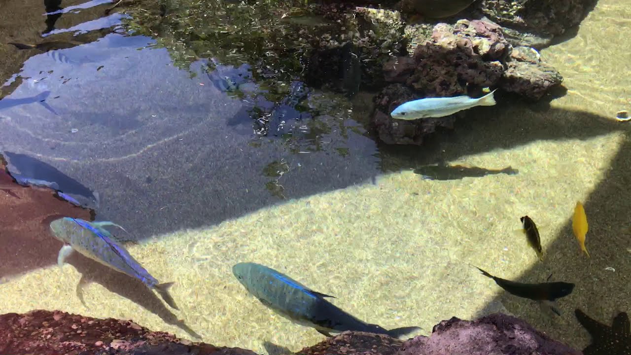 Maui Aquarium Outdoor Pond Saltwater Ponds YouTube