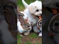 #cute #puppy #animals