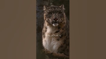 ناصر القطامي سورة الواقعة الايه:(١-٨)